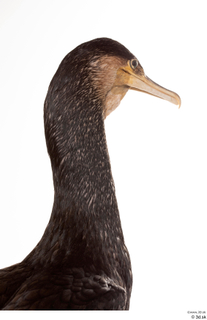 Double-crested cormorant Phalacrocorax auritus head neck 0006.jpg